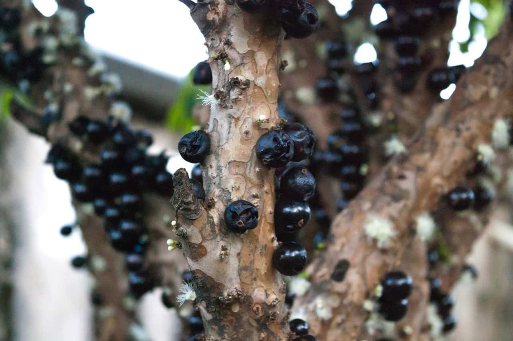 época de jabuticaba? Da pra cultivar em vaso?