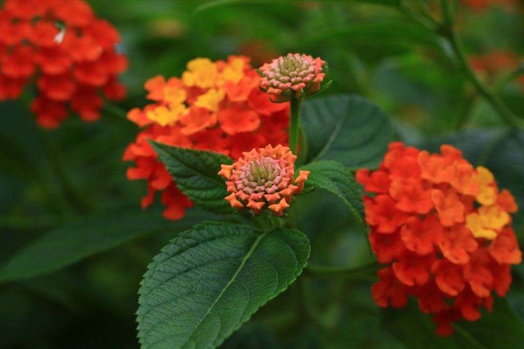 lantana