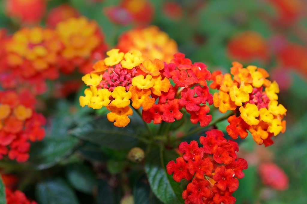 lantana