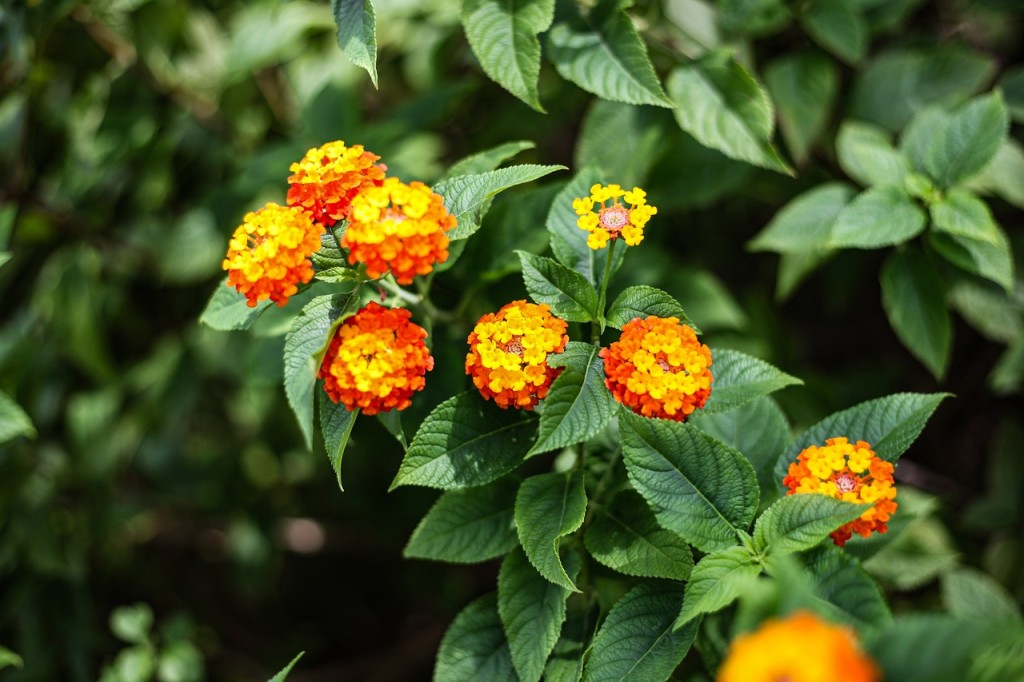 lantana