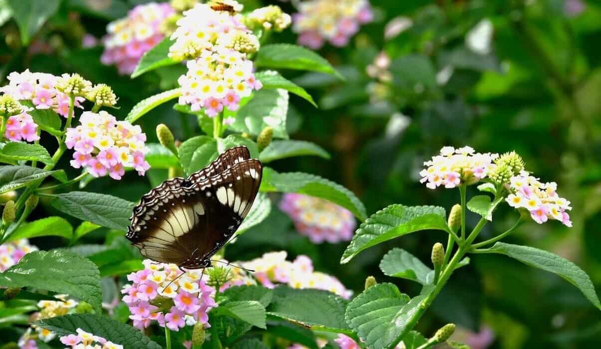 lantana