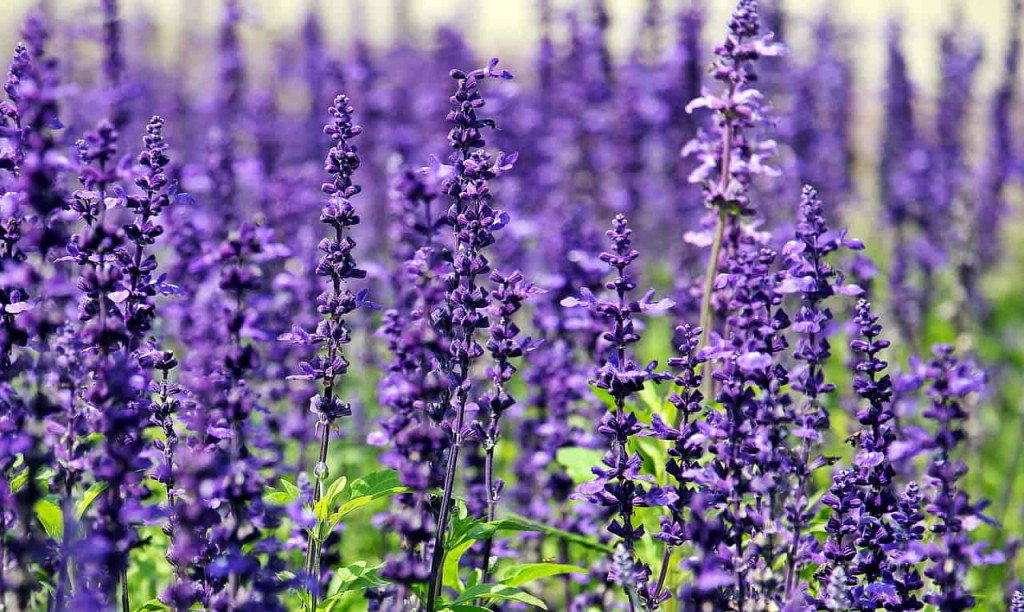 Lavanda: Como Plantar e Cuidar 