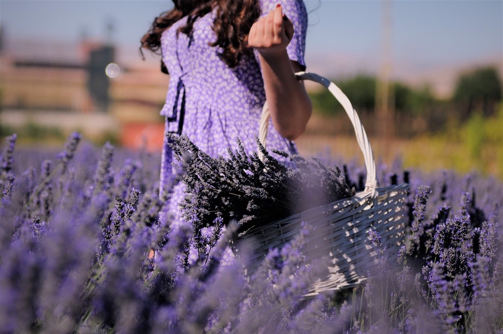 Lavanda: Como Plantar e Cuidar 