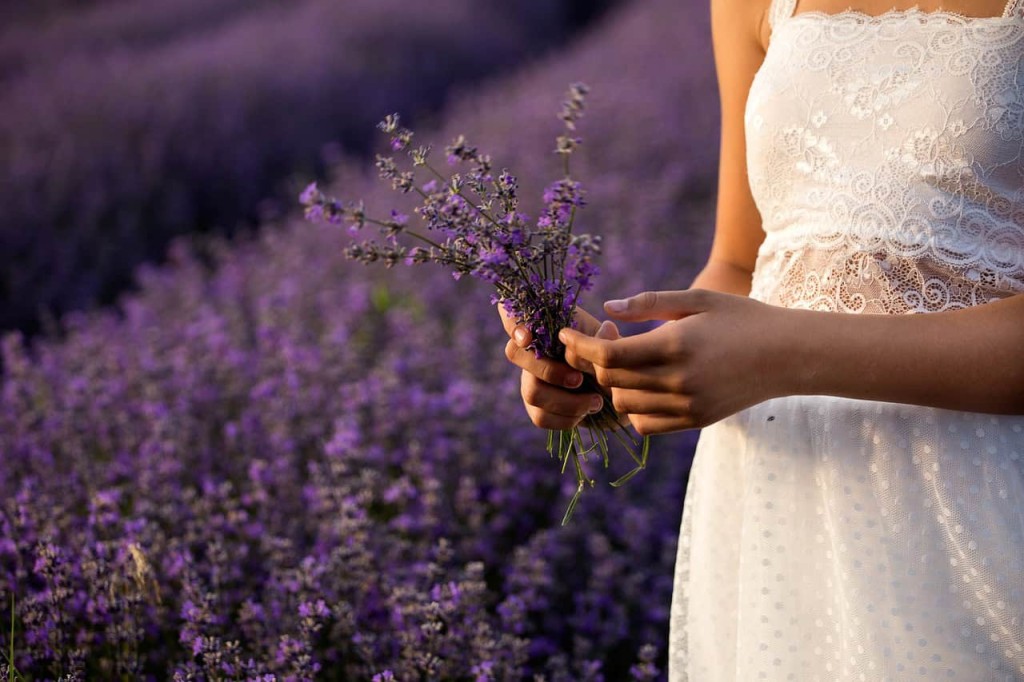 Lavanda: Como Plantar e Cuidar 