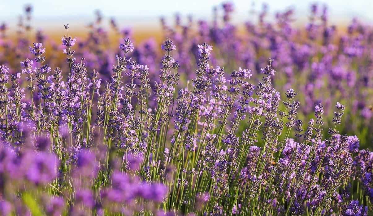 lavanda