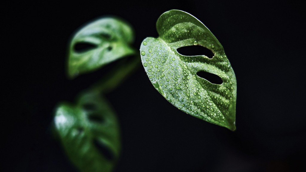 Monstera adansonii