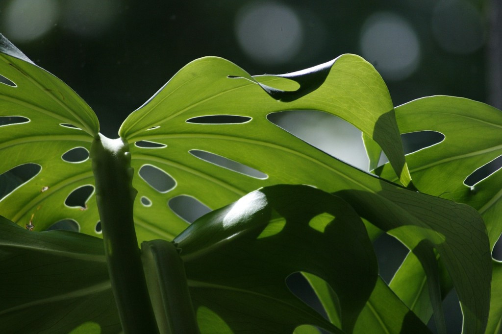 Monstera adansonii