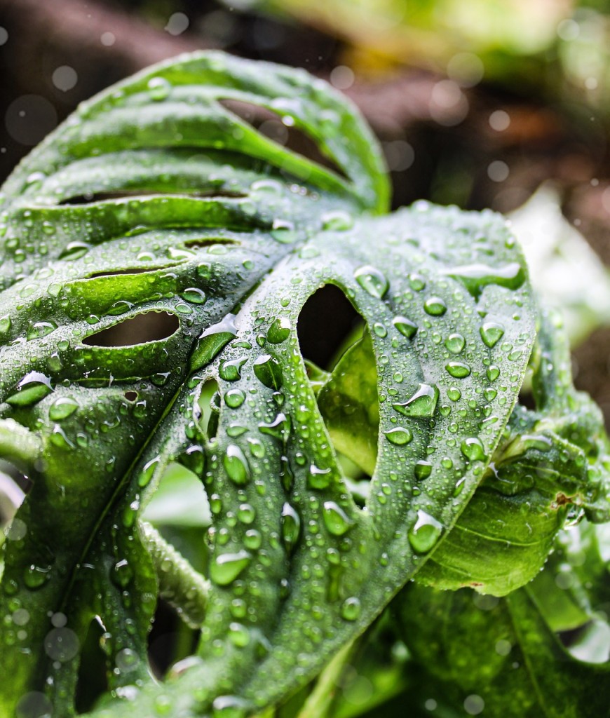 Monstera adansonii