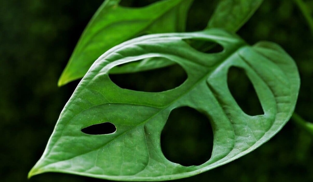 Monstera adansonii: Significado Espiritual e Cuidados para Prosperar