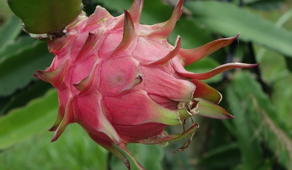 mudas de pitaya