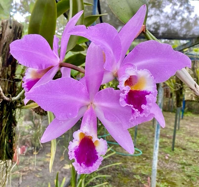 Cattleya labiata