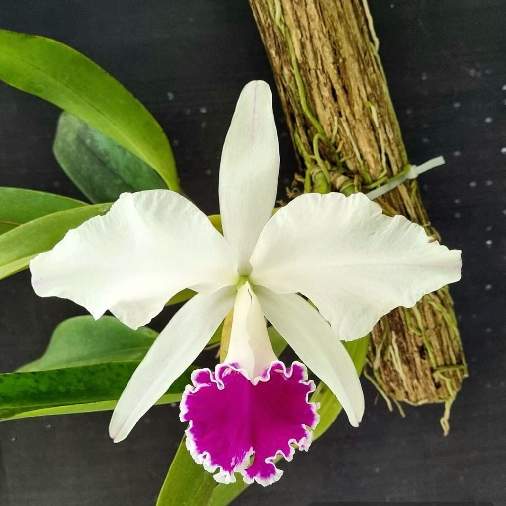 Cattleya labiata