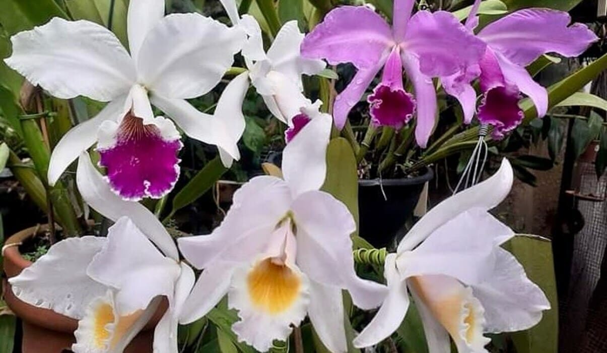 orquidea cattleya labiata