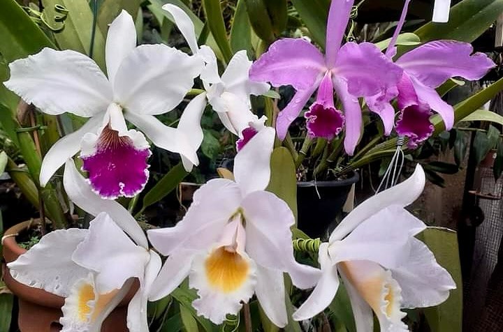 6 Orquídeas Nativas do Brasil que encantam por sua beleza e visual exótico. - cattleya labiata