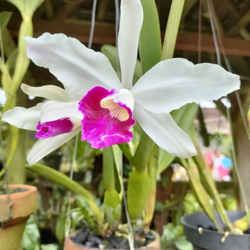 cattleya purpurata