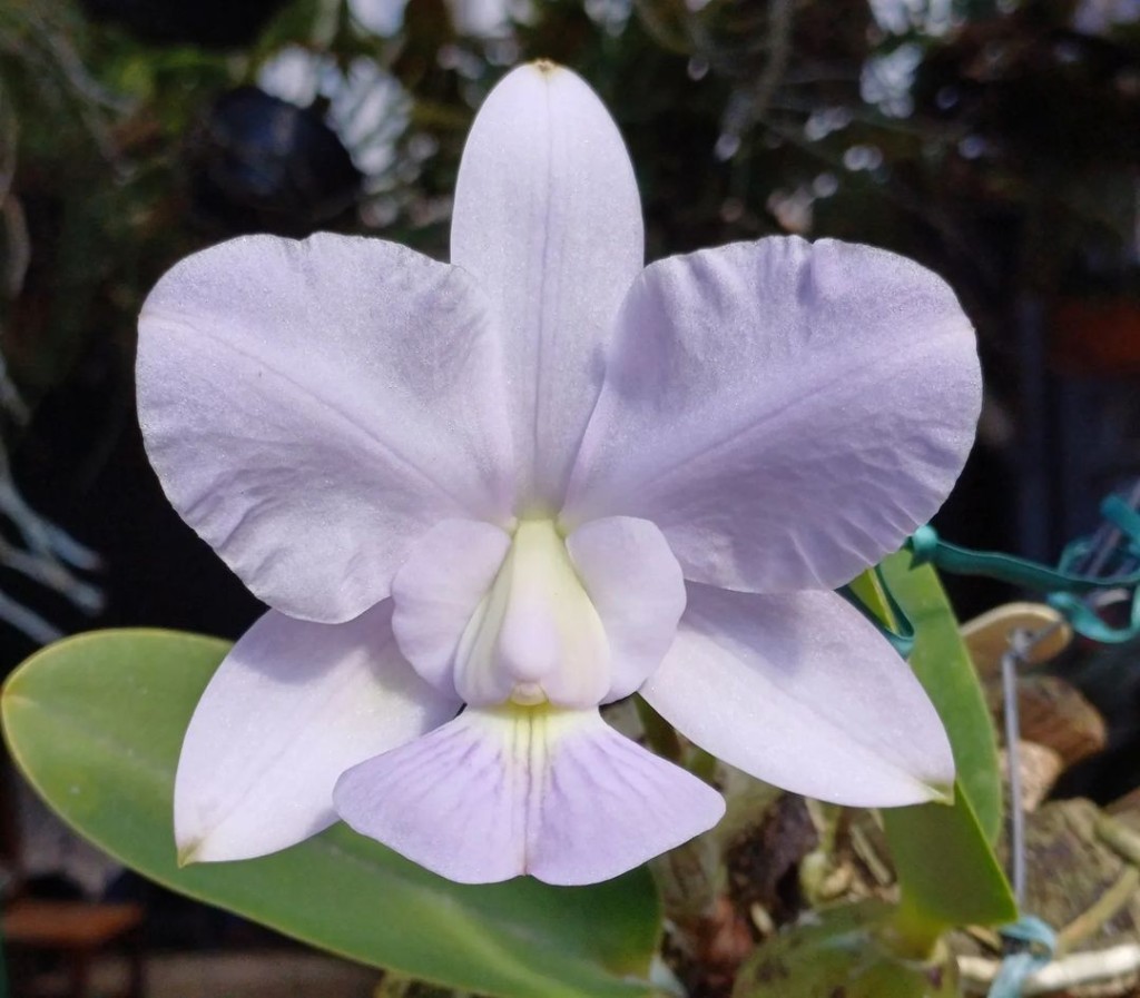 cattleya walkeriana