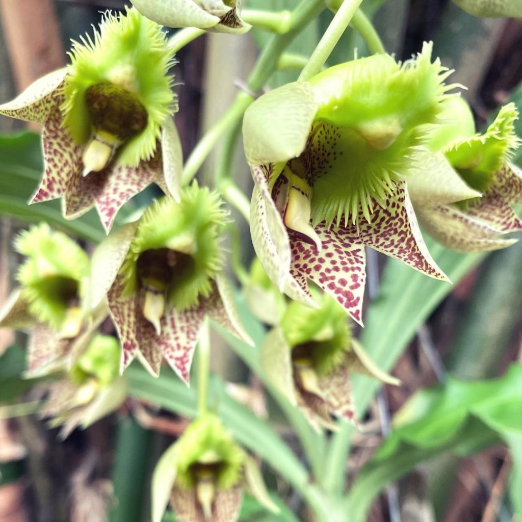 5 Orquídeas nativas do Brasil para ter no jardim de casa