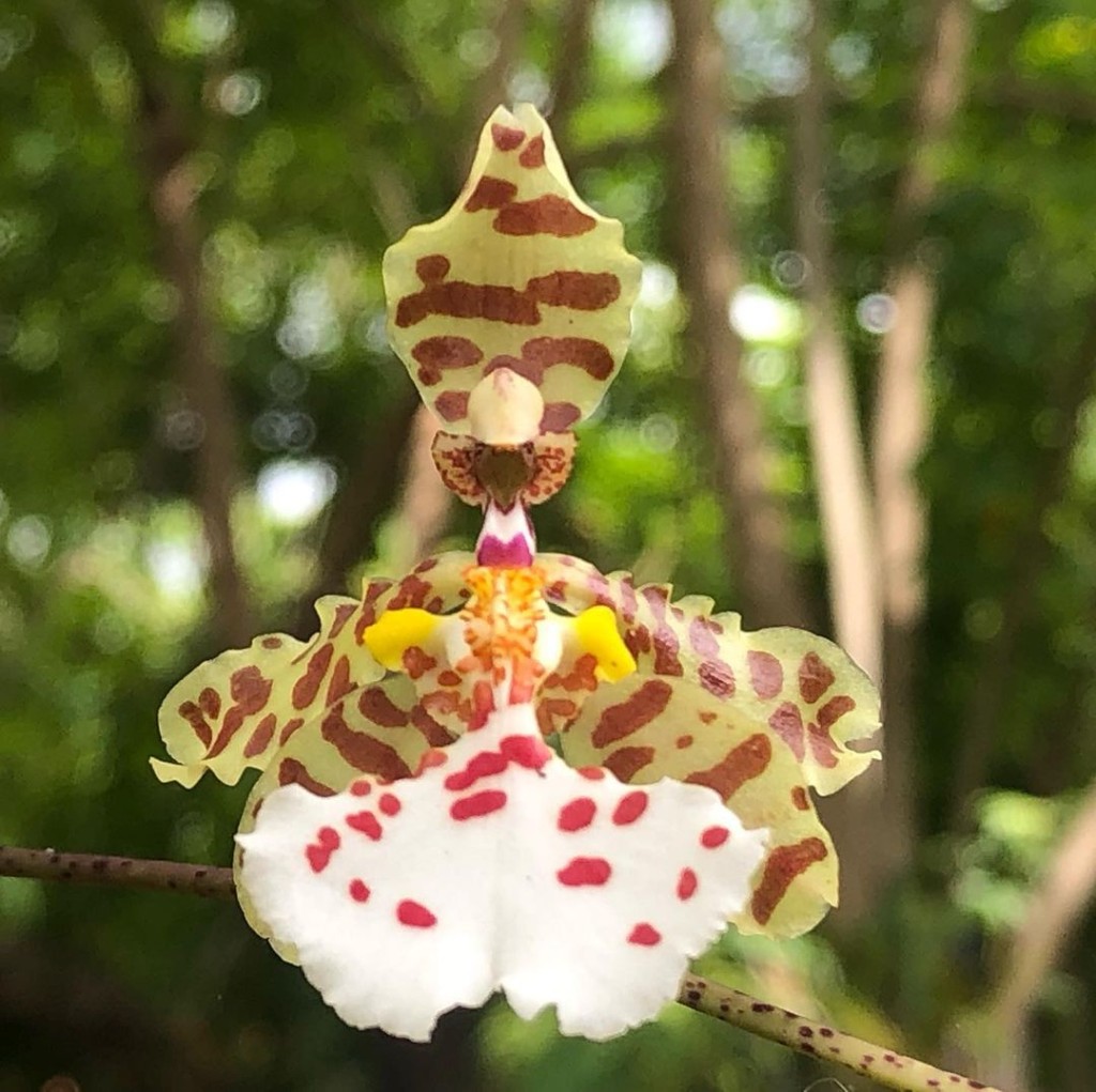 5 Orquídeas nativas do Brasil para ter no jardim de casa