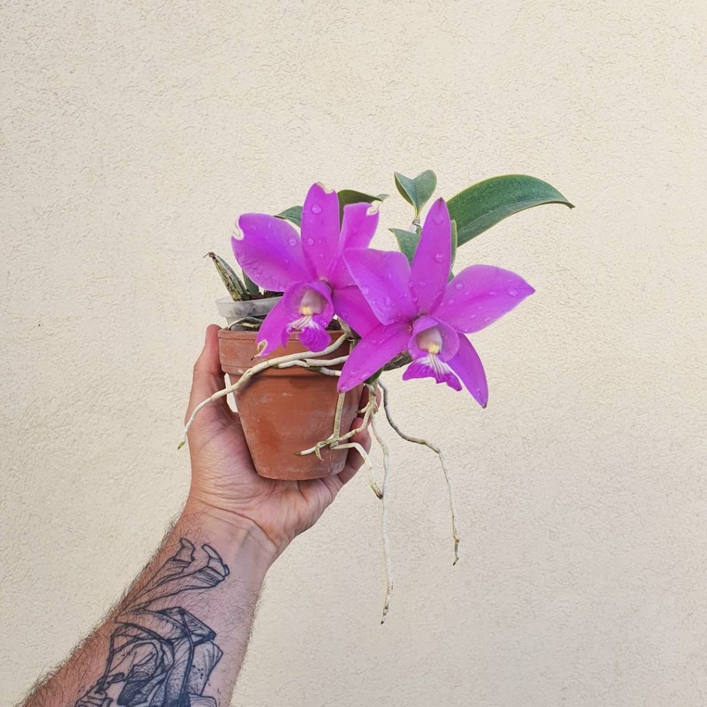 5 Orquídeas nativas do Brasil para ter no jardim de casa