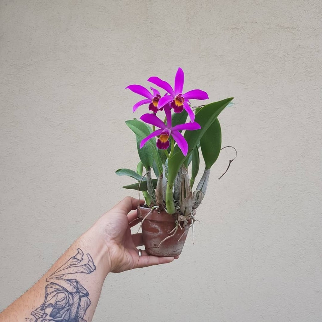 5 Orquídeas nativas do Brasil para ter no jardim de casa