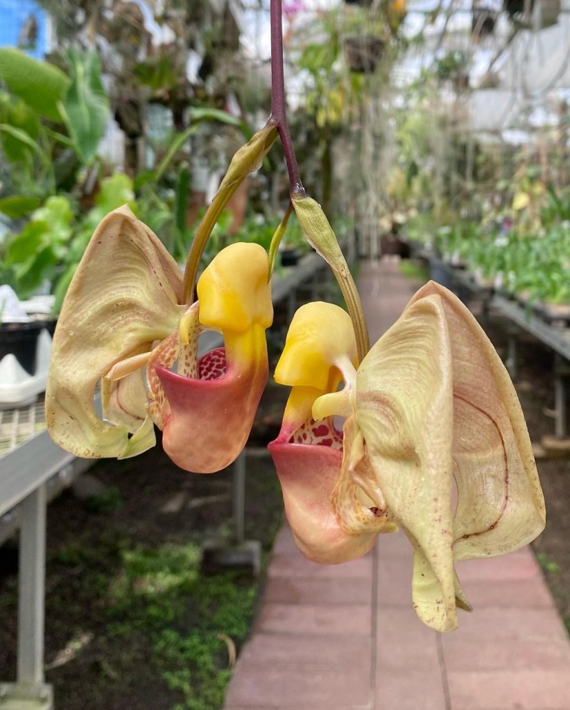 5 Orquídeas nativas do Brasil para ter no jardim de casa