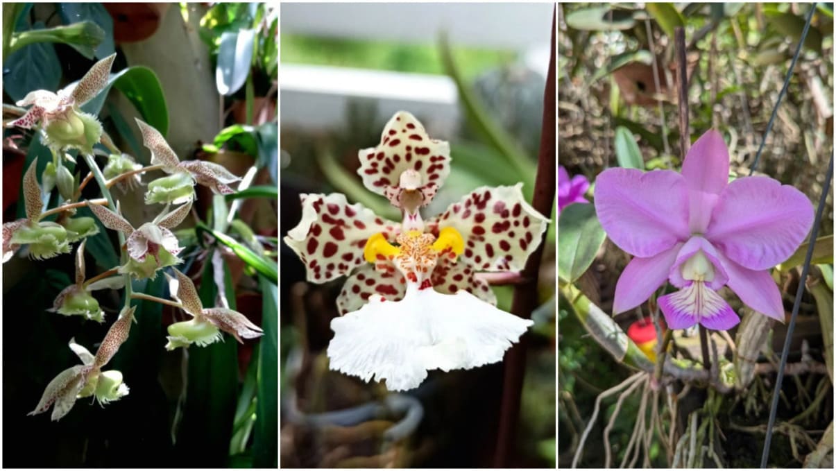 orquideas nativas do brasil