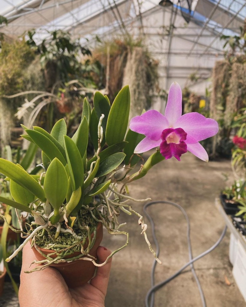 cattleya sincorana