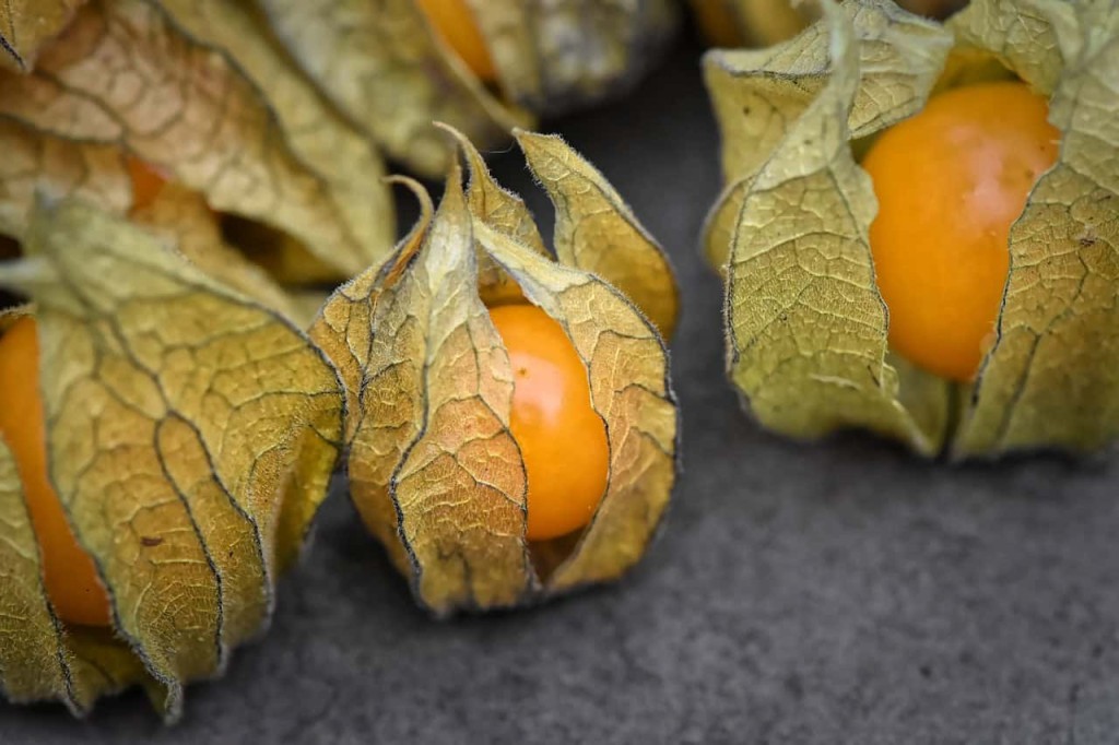 Pode plantar physalis no vaso? Quais os cuidados?