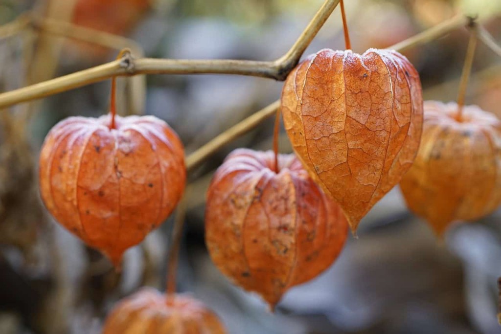 Pode plantar physalis no vaso? Quais os cuidados?