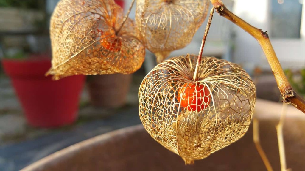 Pode plantar physalis no vaso? Quais os cuidados?