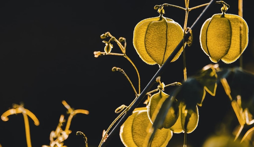 physalis em vaso