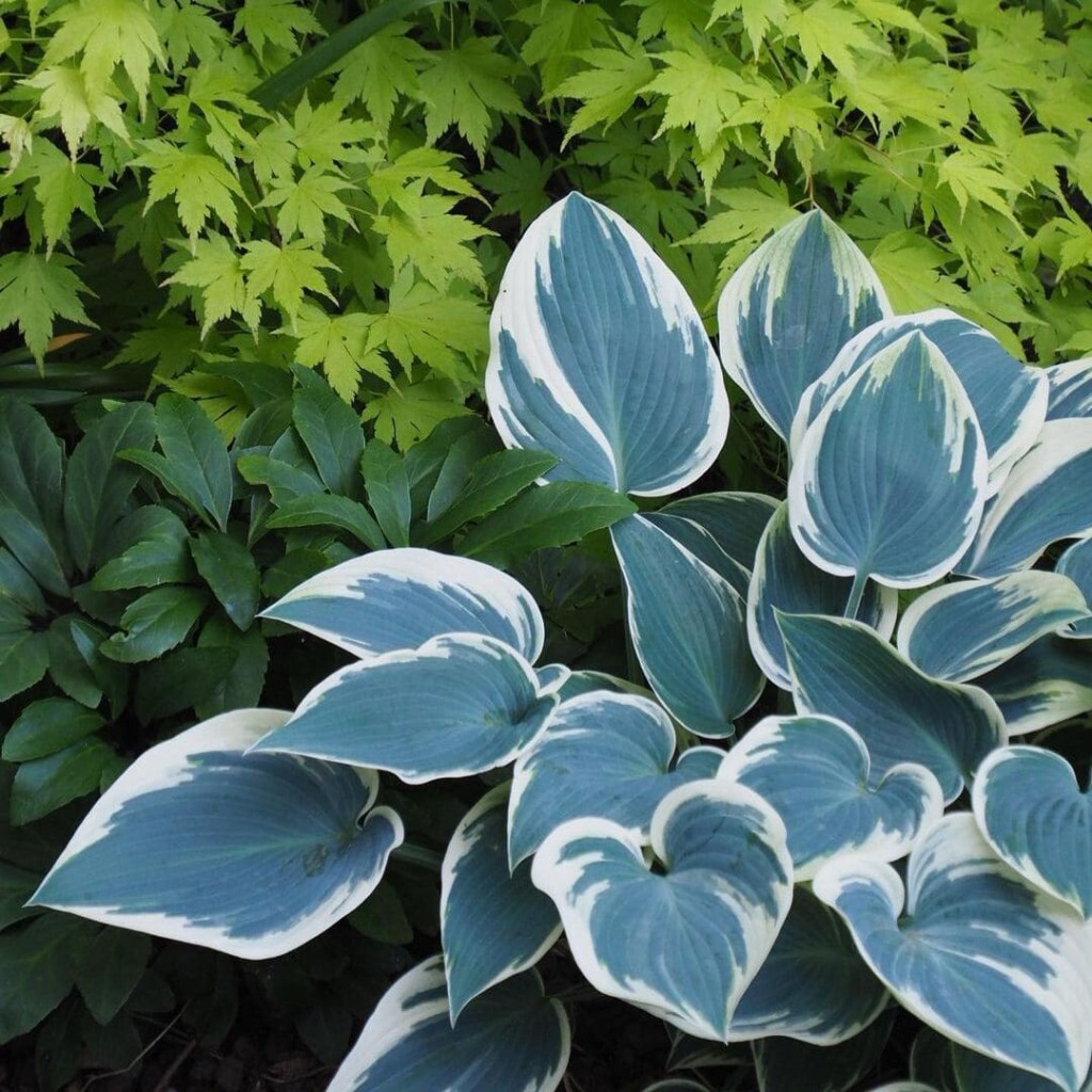 planta Hosta, uma espécie Ornamental