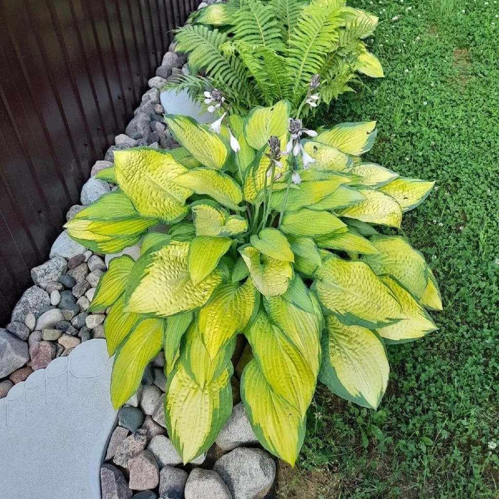 planta Hosta, uma espécie Ornamental