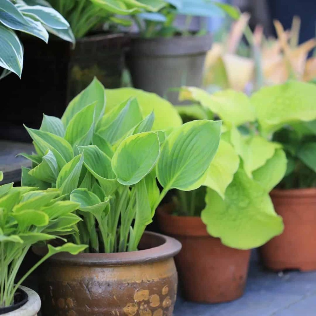 planta Hosta, uma espécie Ornamental