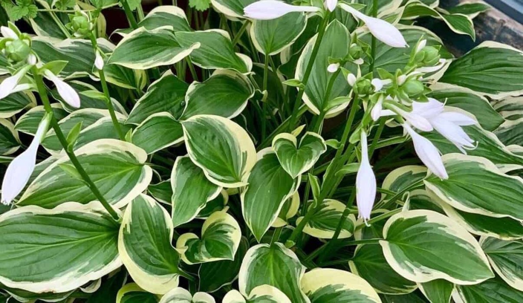 hosta