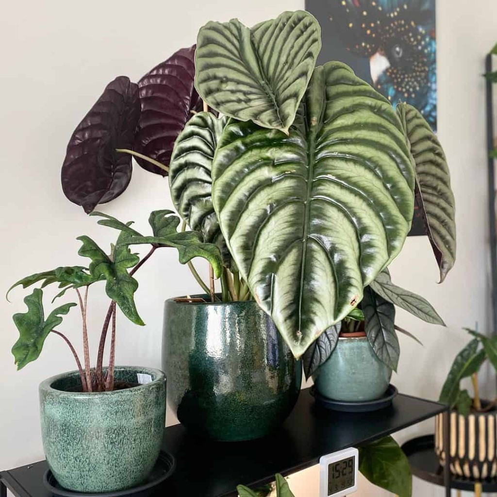 plantas para apartamento - alocasia cuprea