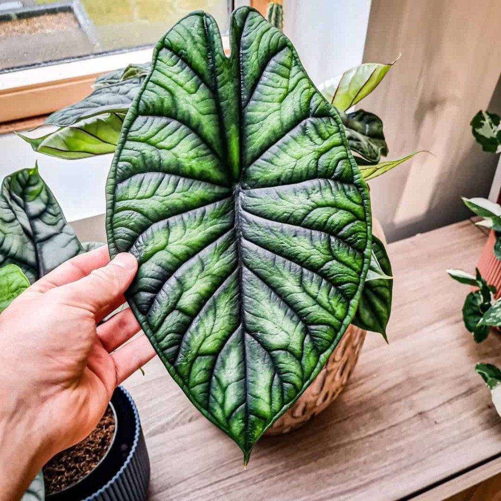 plantas para apartamento - alocasia reginula