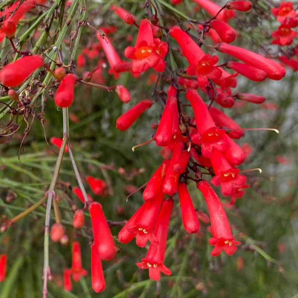 plantas para jardim que encantam com suas belas flores - russelia