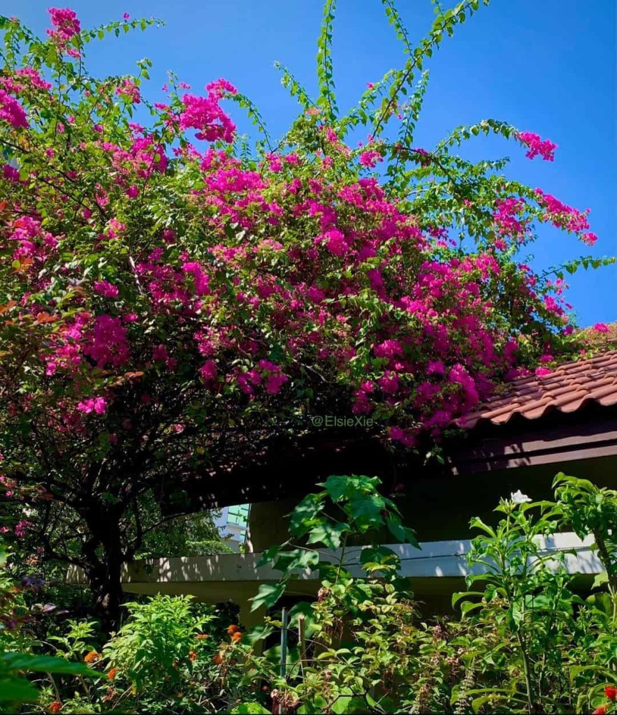 plantas para jardim que encantam com suas belas flores -primavera