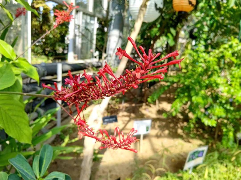 plantas para jardim que encantam com suas belas flores - odontonema