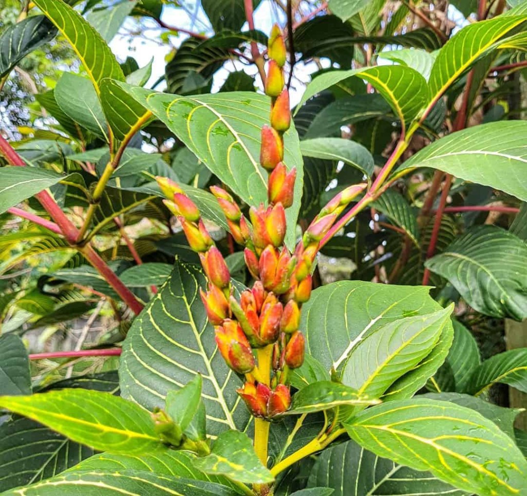 plantas para jardim que encantam com suas belas flores - sanchezia