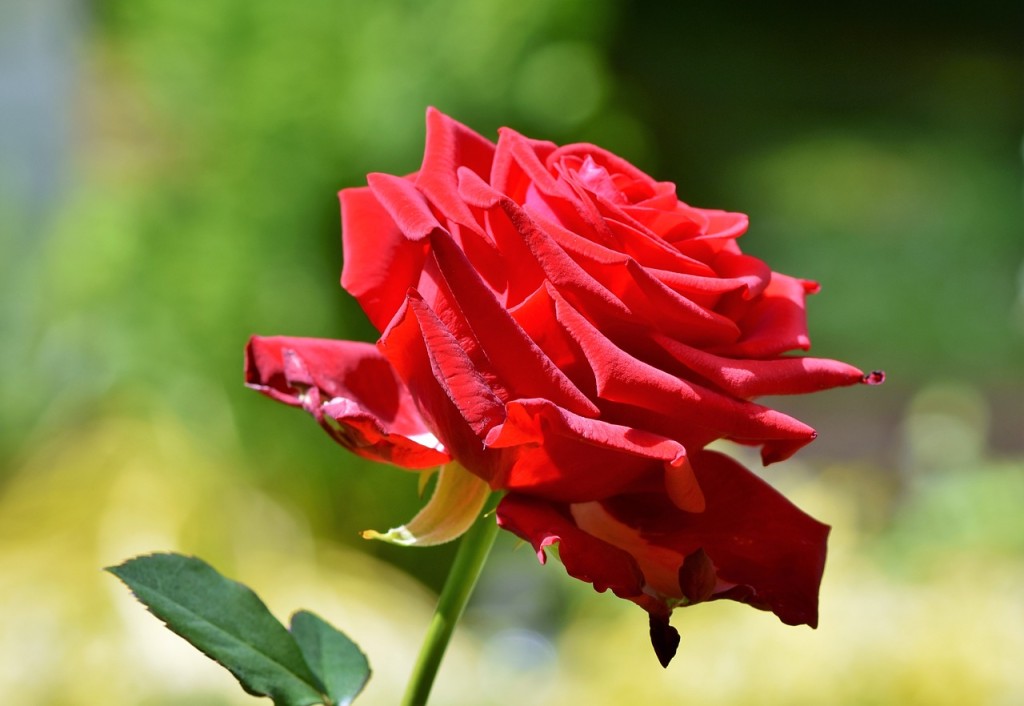 Tipos de Flores Vermelhas - rosa vermelha