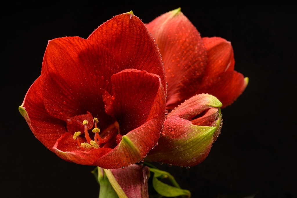 Tipos de Flores Vermelhas - amarilis vermelho