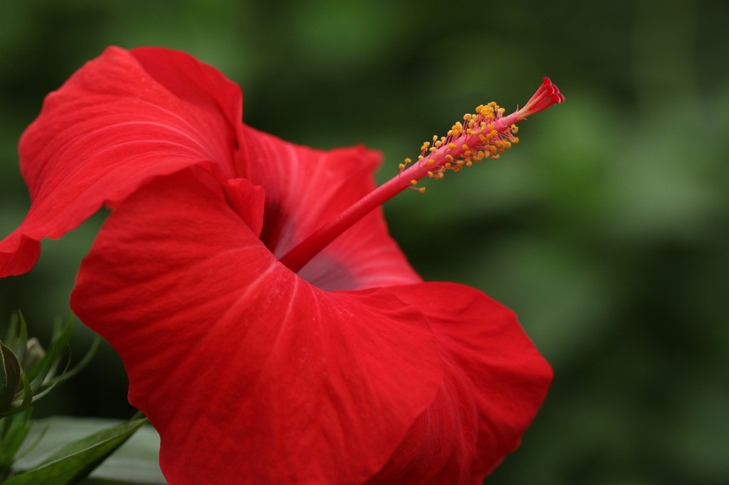 Tipos de Flores Vermelhas hibisco vermelho