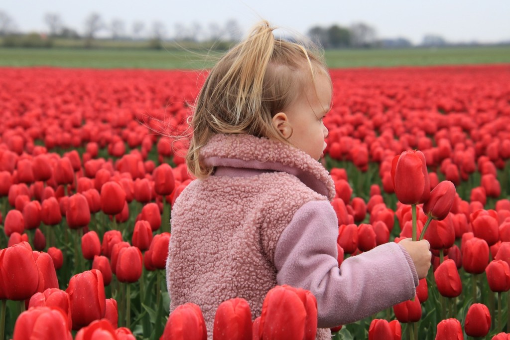 Tipos de Flores Vermelhas - tulipa