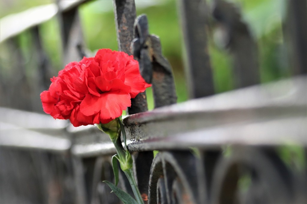 Tipos de Flores Vermelhas - cravo vermelho