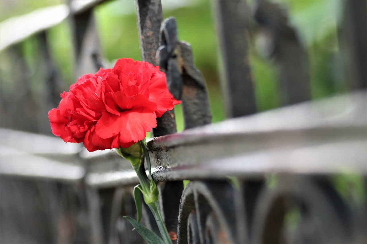 O gene que faz abelhas ignorarem flores vermelhas e atrai pássaros no lugar delas