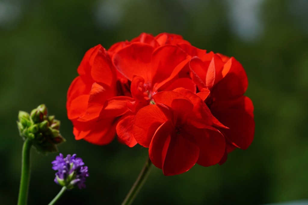 Tipos de Flores Vermelhas - geranio vermelho