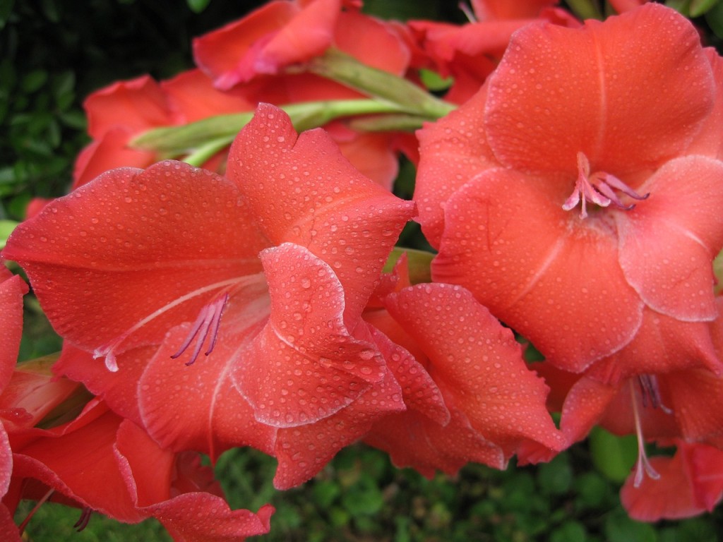 Tipos de Flores Vermelhas - gladiolo vermelho