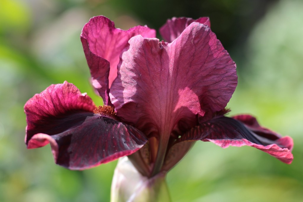 Tipos de Flores Vermelhas - iris vermelha